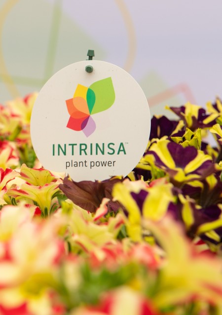 Intrinsa — Cultivating Sustainability in the Floral Industry