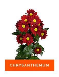 chrysanthemum